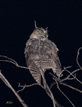 Great Horned Owl